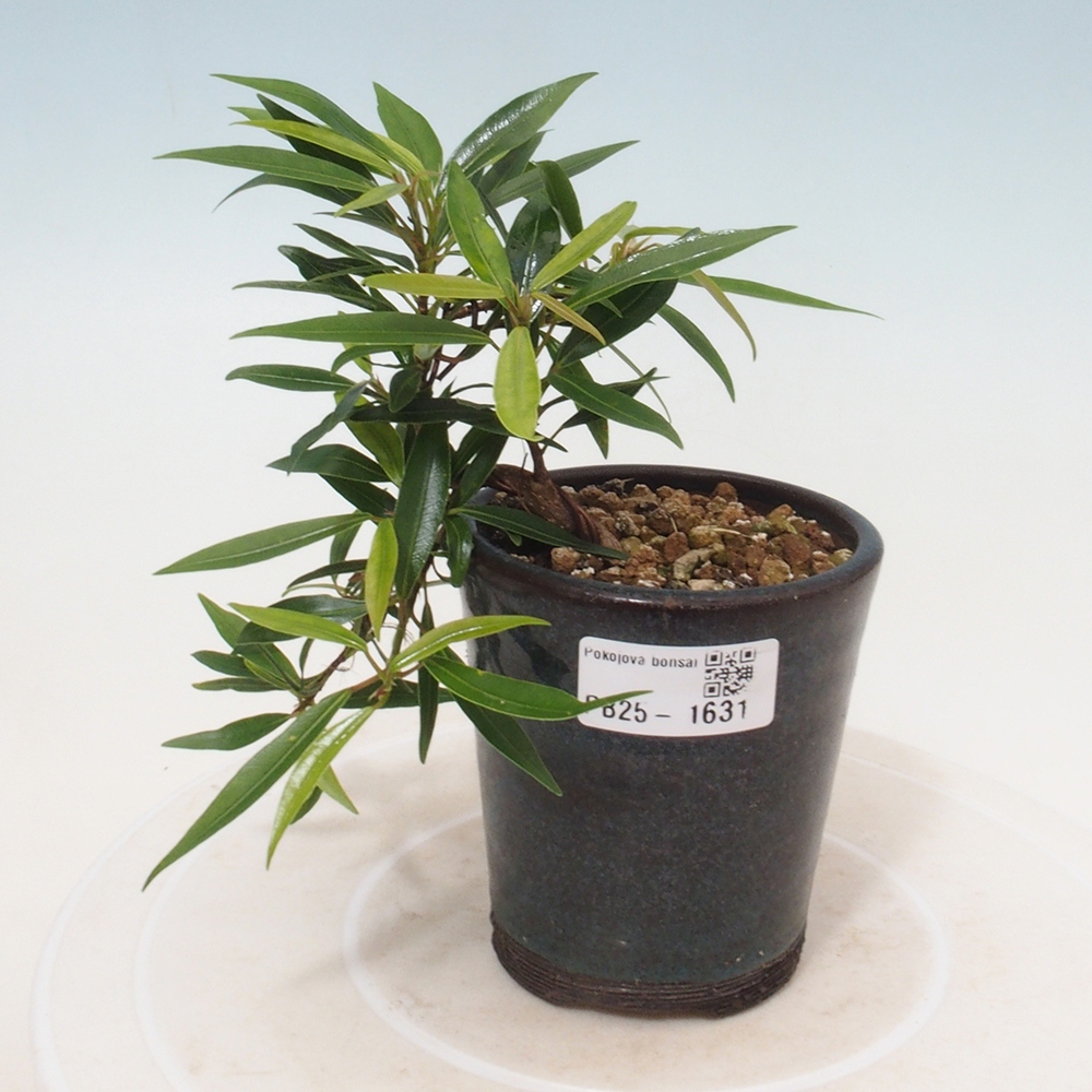 Bonsai wewnętrzne - Ficus nerifolia - figowiec drobnolistny