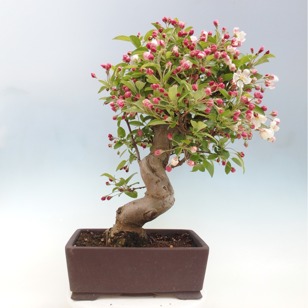 Outdoor bonsai - Malus halliana - Jabłoń drobnoowocowa