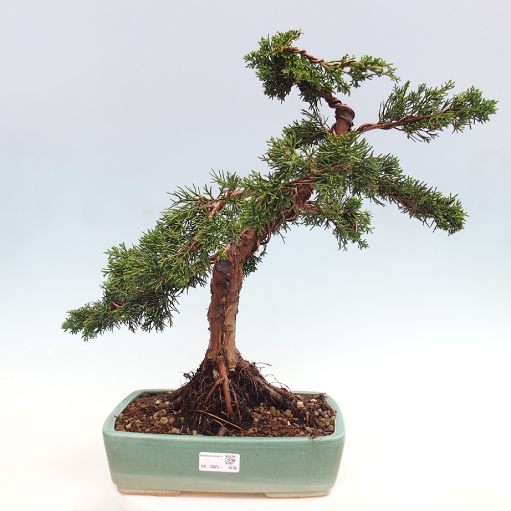 Outdoor bonsai - Juniperus chinensis Kishu - chiński jałowiec