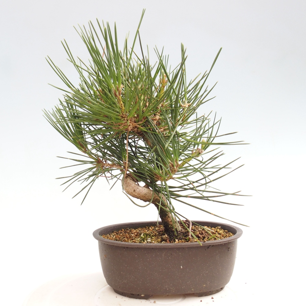 Bonsai ogrodowe - Pinus thunbergii - Sosna Thunbergia