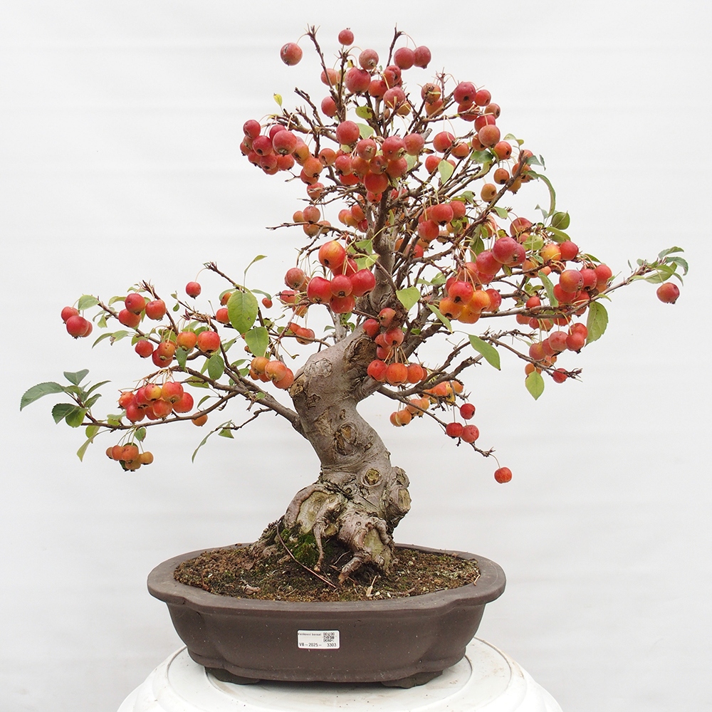 Bonsai plenerowe - Malus Halliana - Jabłoń drobnoowocowa