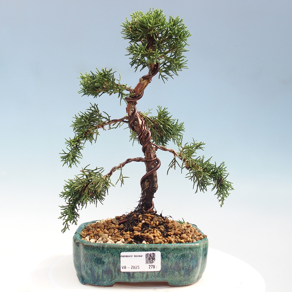 Bonsai zewnętrzne - Juniperus chinensis Kishu - Jałowiec chiński