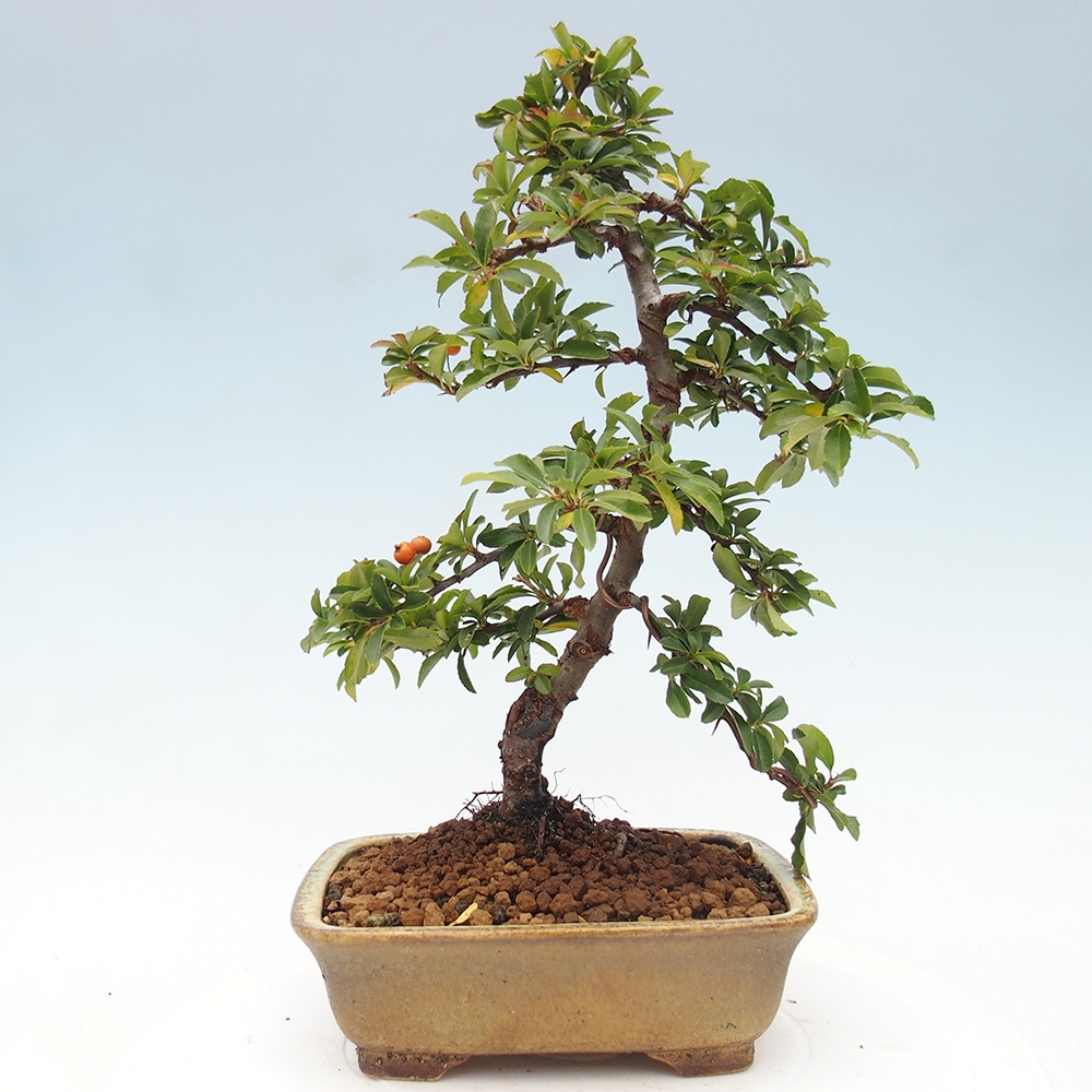 Outdoor bonsai-Pyracantha Teton -Hlox
