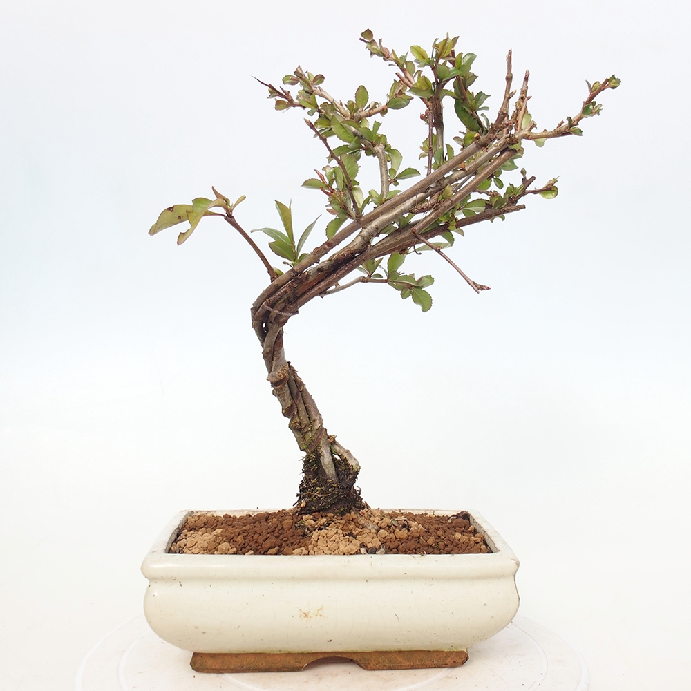 Outdoor bonsai - Chaneomeles sup. Nicoline - Pigwa