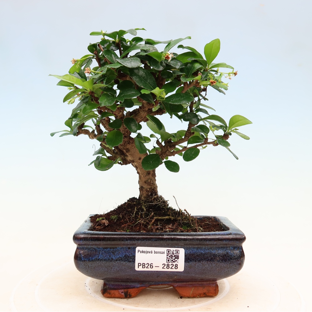Bonsai pokojowe - Carmona macrophylla - Tea fuki