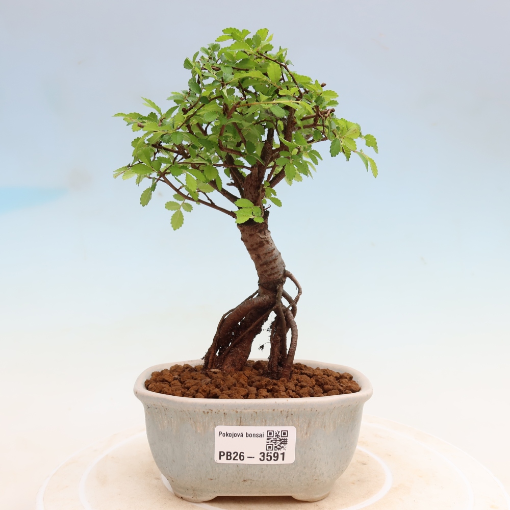 Pokój bonsai - Ulmus parvifolia - Wiąz drobnolistny