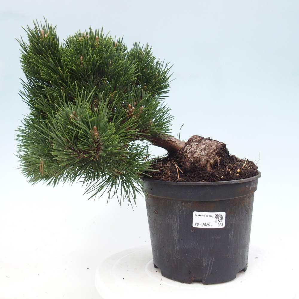 Outdoor bonsai - Pinus thunbergii senjyumaru - Sosna Thunberga