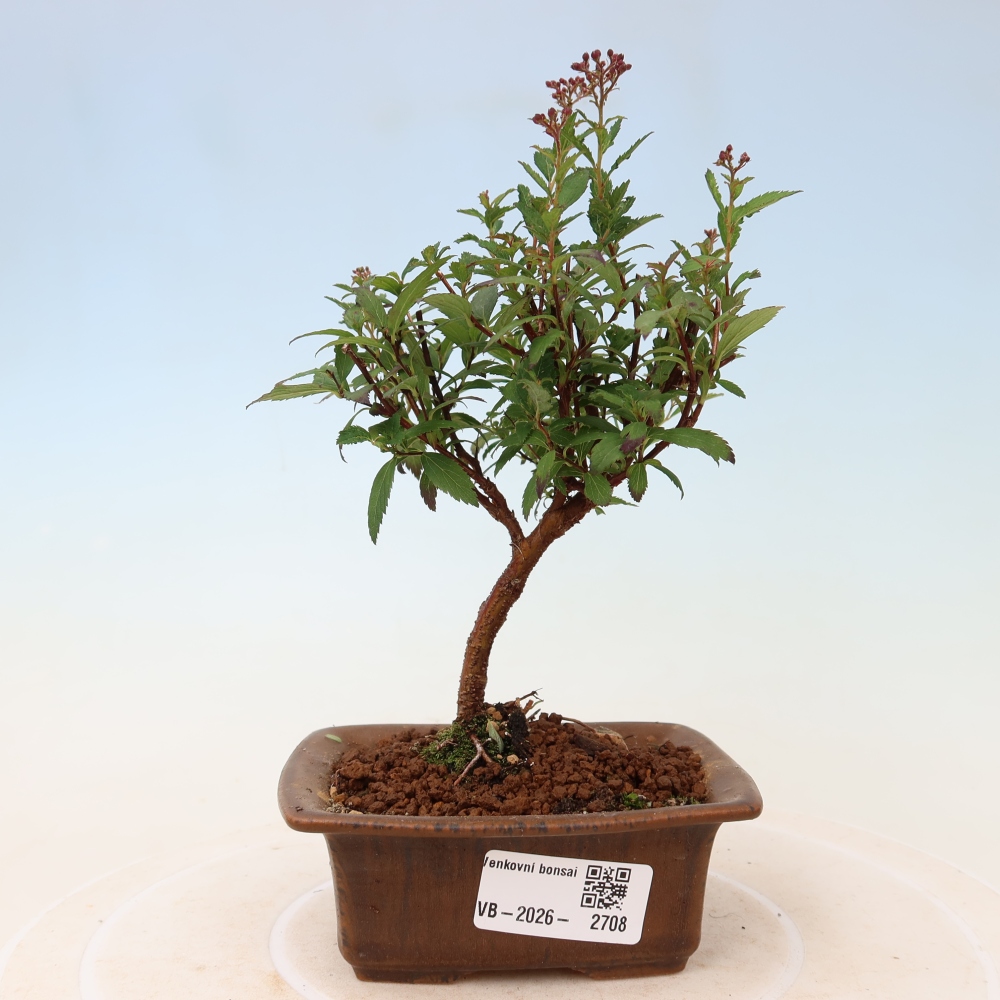 Bonsai ogrodowe – spirea japońska – Spirea japonica Anthony Waterer