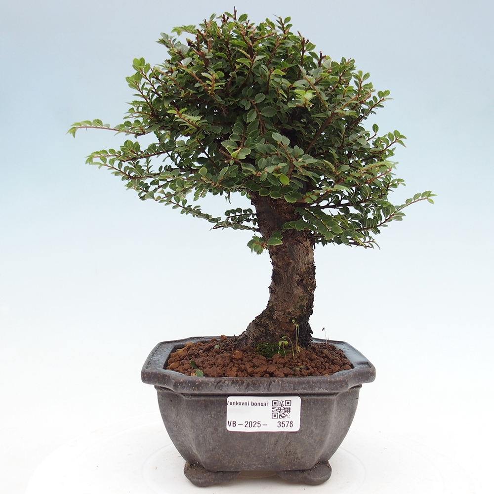 Bonsai zewnętrzne - Ulmus parvifolia Hokkaido - wiąz chiński
