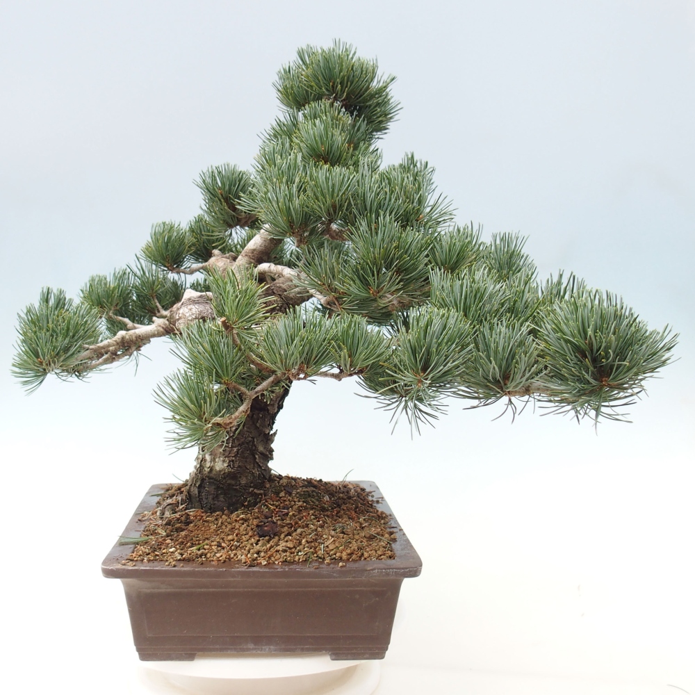 Outdoor bonsai - Pinus parviflora - Mała sosna