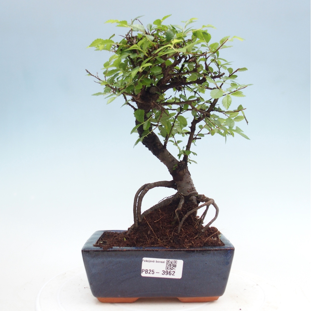 Pokój bonsai - Ulmus parvifolia - Wiąz drobnolistny