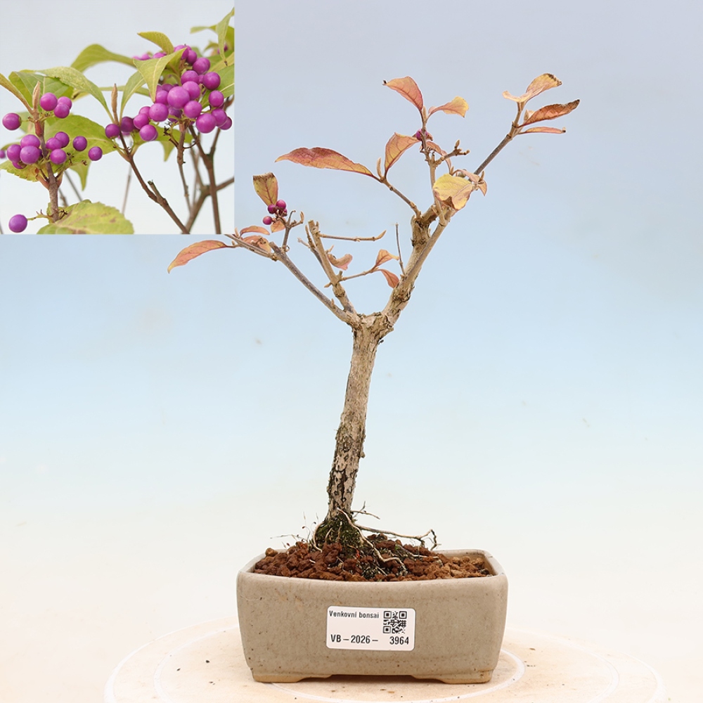 Bonsai ogrodowe – pięknoowocówka – Callicarpa bodinierova ‘Profusion’