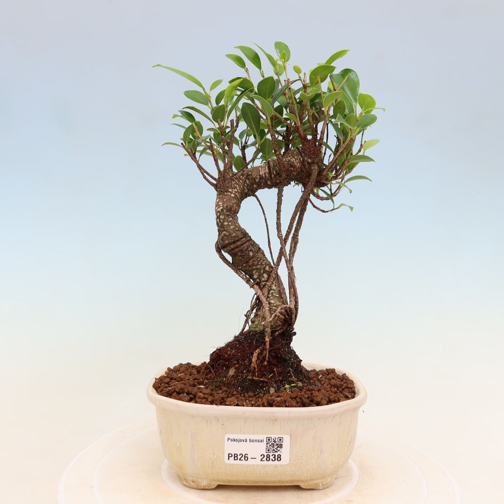 Pokój bonsai - Ficus kimmen - figowiec drobnolistny