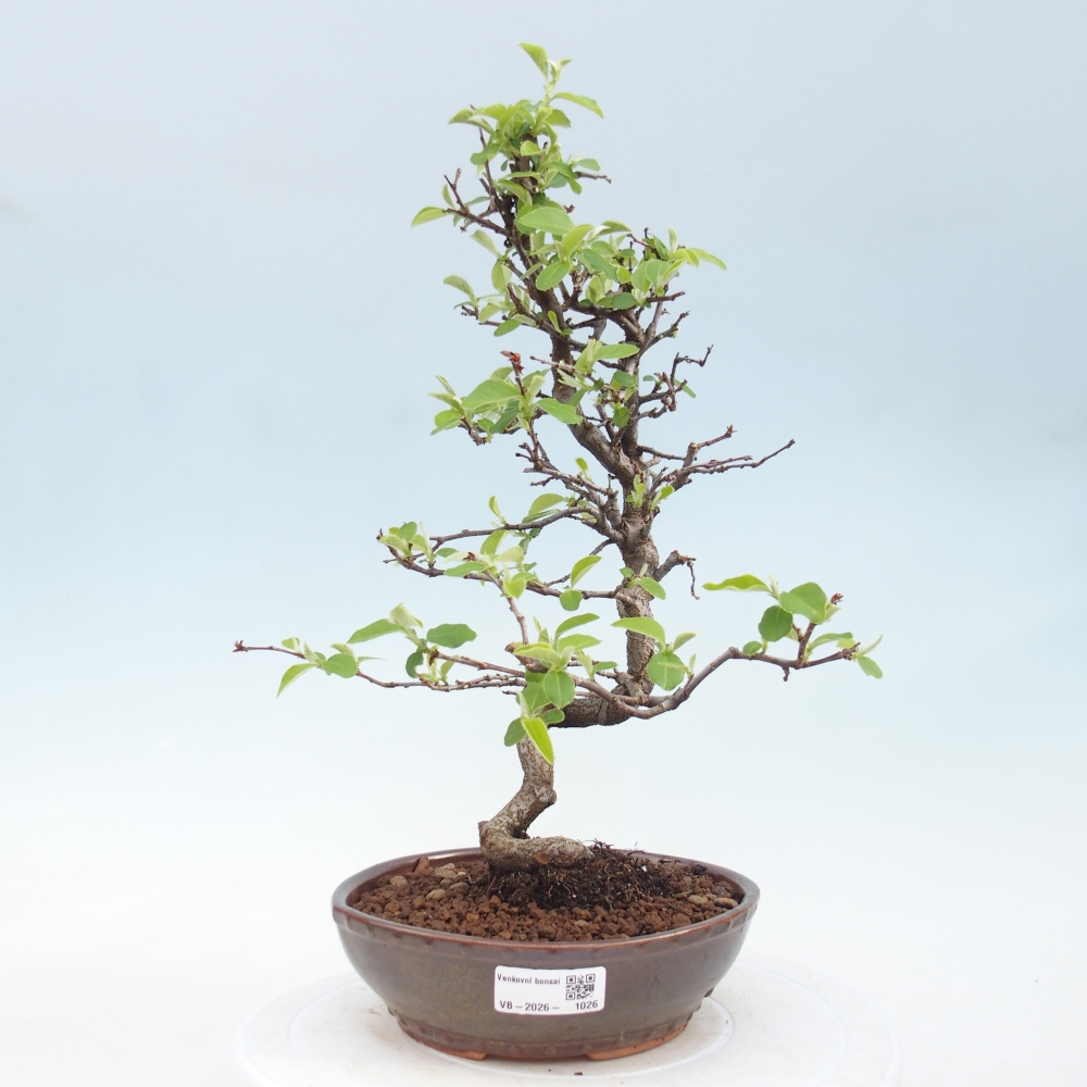Bonsai zewnętrzne - Chaneomeles chinensis