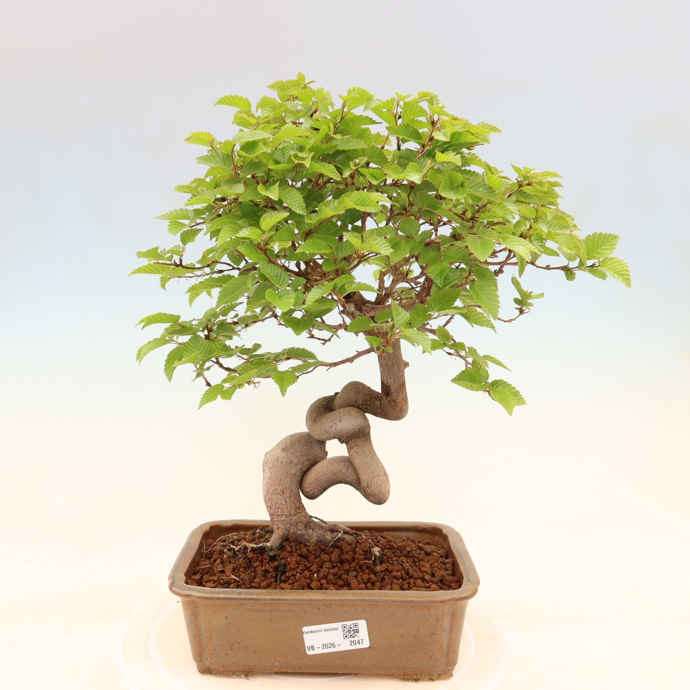 Outdoor bonsai - Carpinus coreana - grab koreański