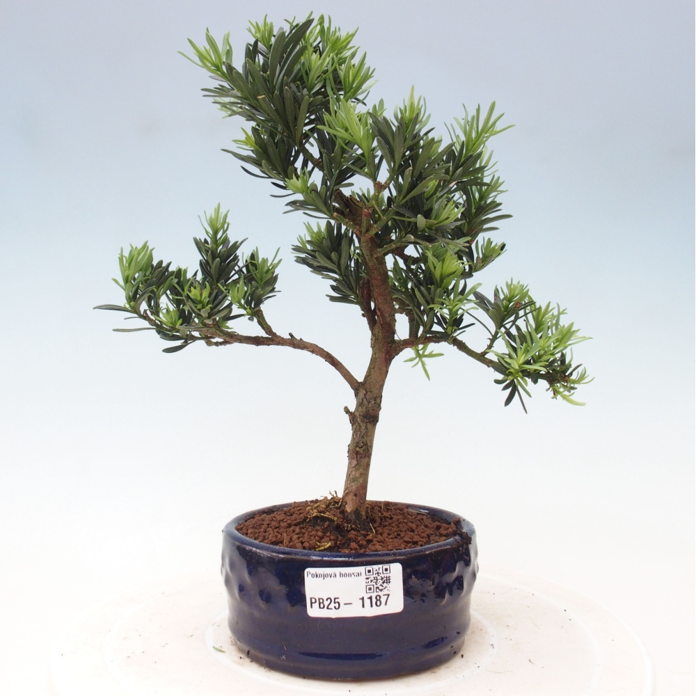 Kryty bonsai - Podocarpus - Kamień tys