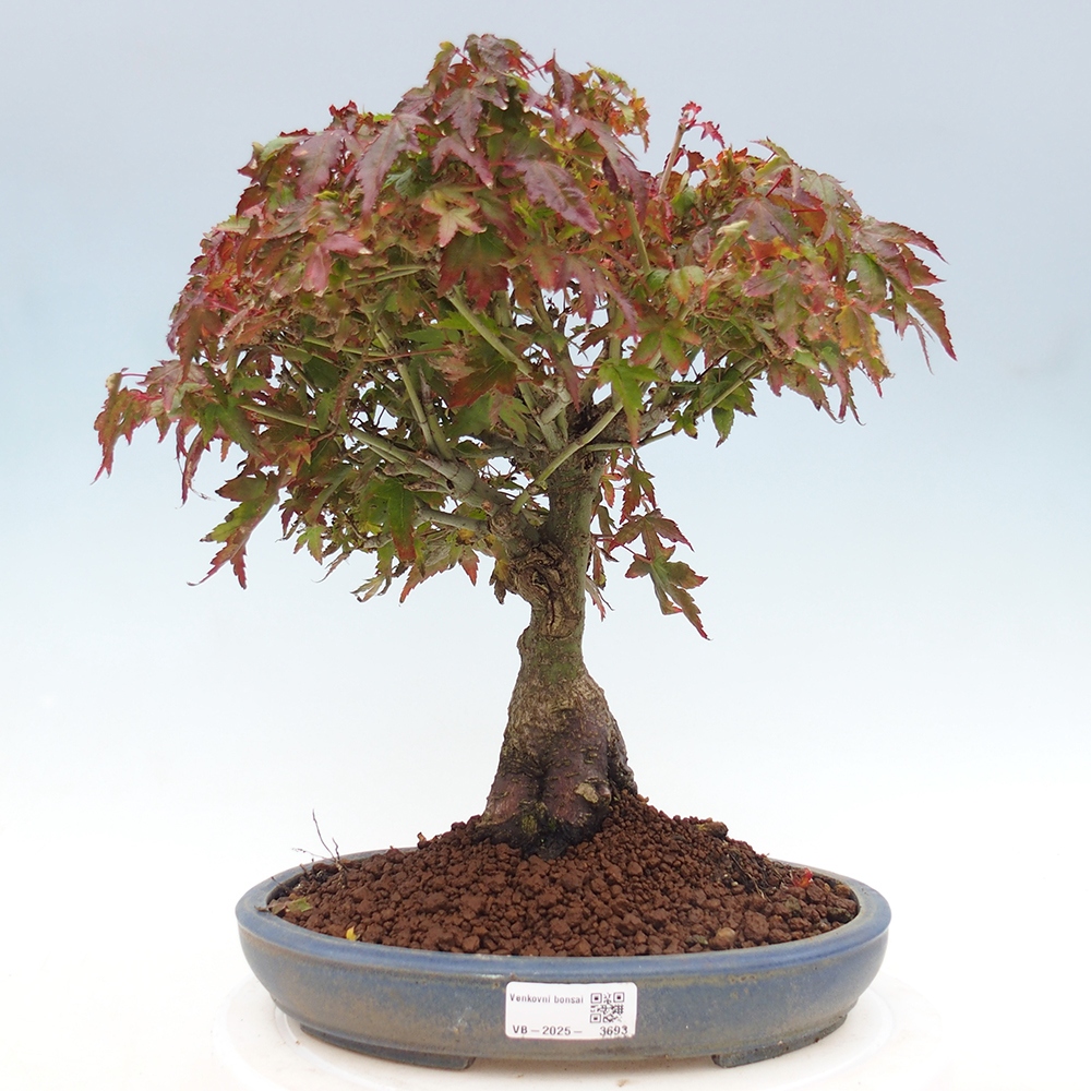 Acer palmatum KIOHIME - klon palmowy