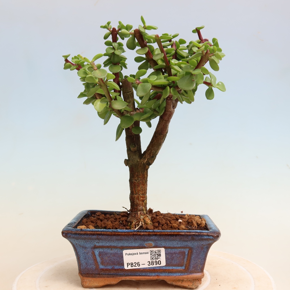 Pokój bonsai - Portulakaria Afra - Tlustice