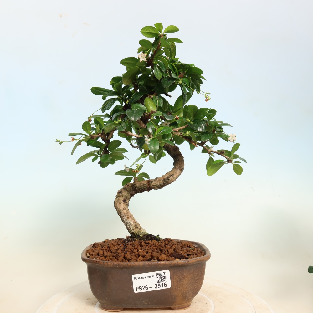 Bonsai pokojowe - Carmona macrophylla - Tea fuki