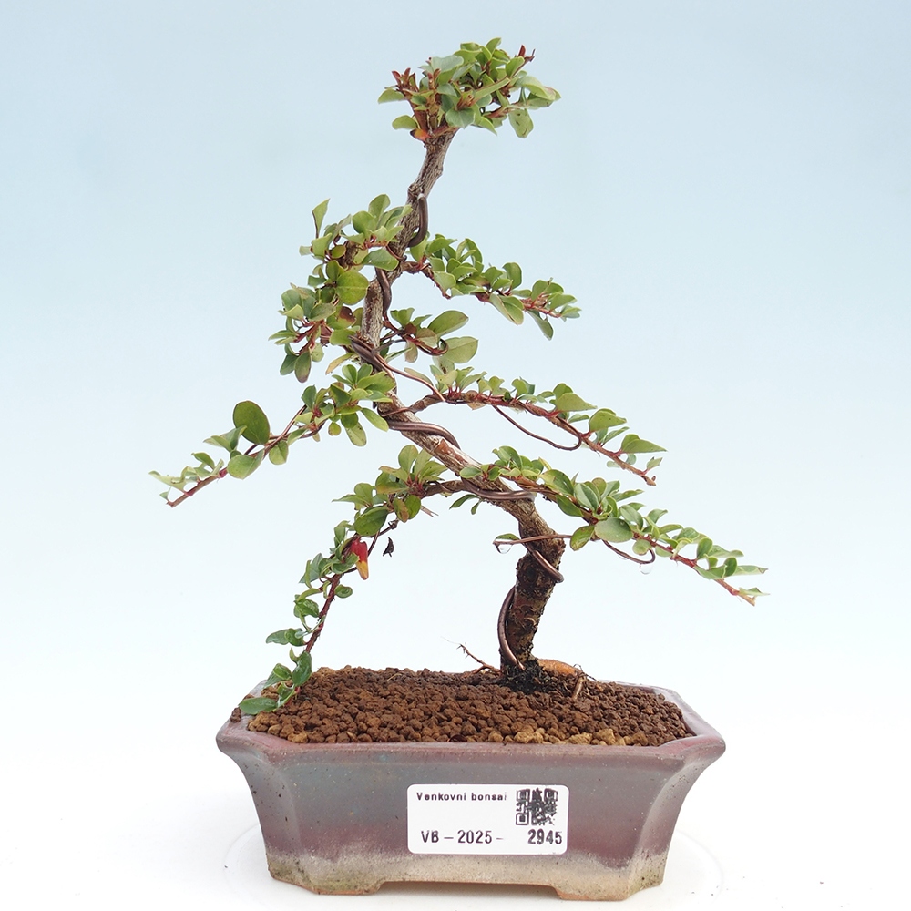 Plenerowe bonsai - Irga pozioma - Drzewo skalne