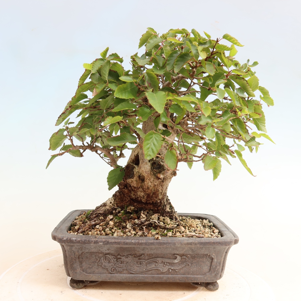 Outdoor bonsai - Carpinus CARPINOIDES - grab koreański