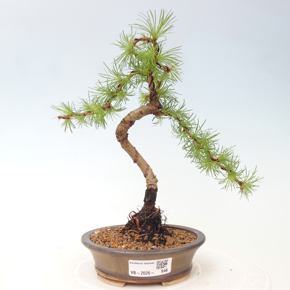 Outdoor bonsai - Larix Kaempferi - Modrzew japoński