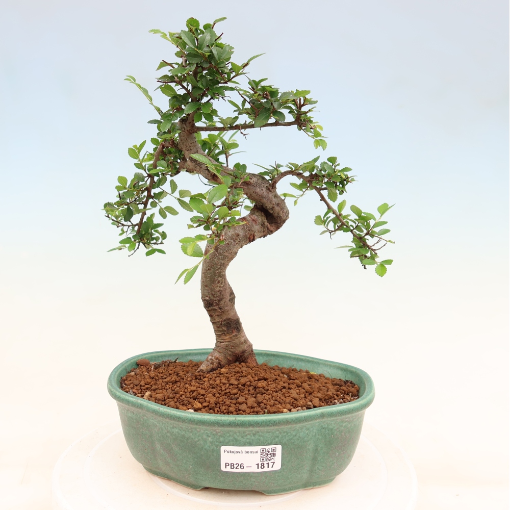 Pokój bonsai - Ulmus parvifolia - Wiąz drobnolistny