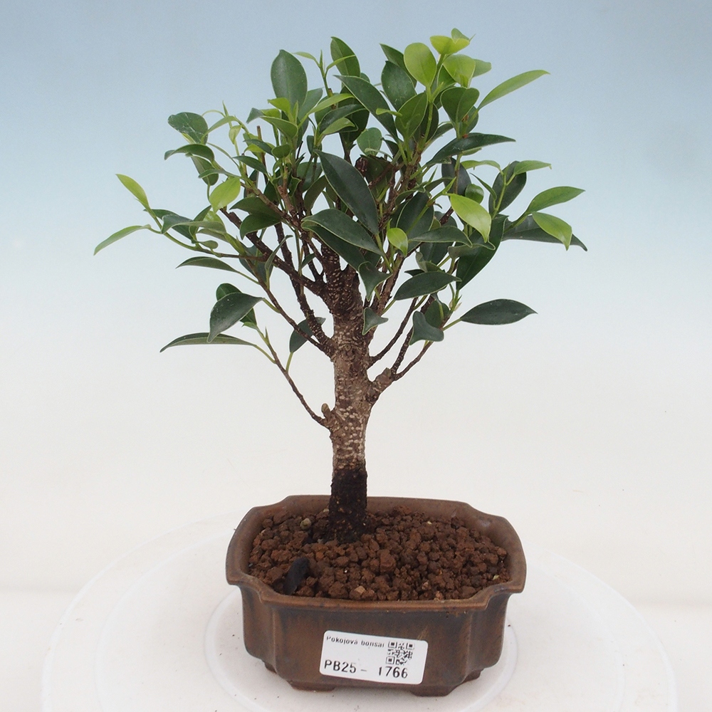 Pokojová bonsai - Ficus retusa - malolistý fíkus
