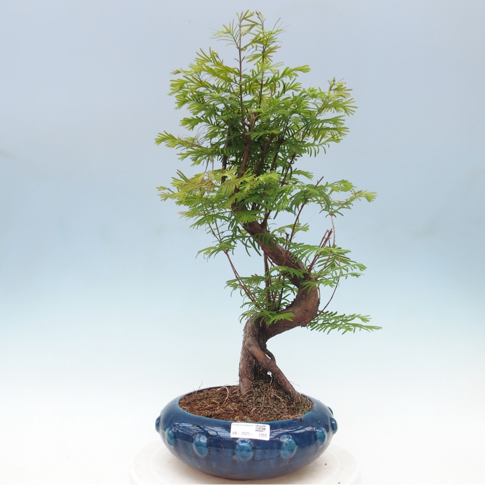 Outdoor bonsai - Metasequoia glyptostroboides - chińskie metasekvoje