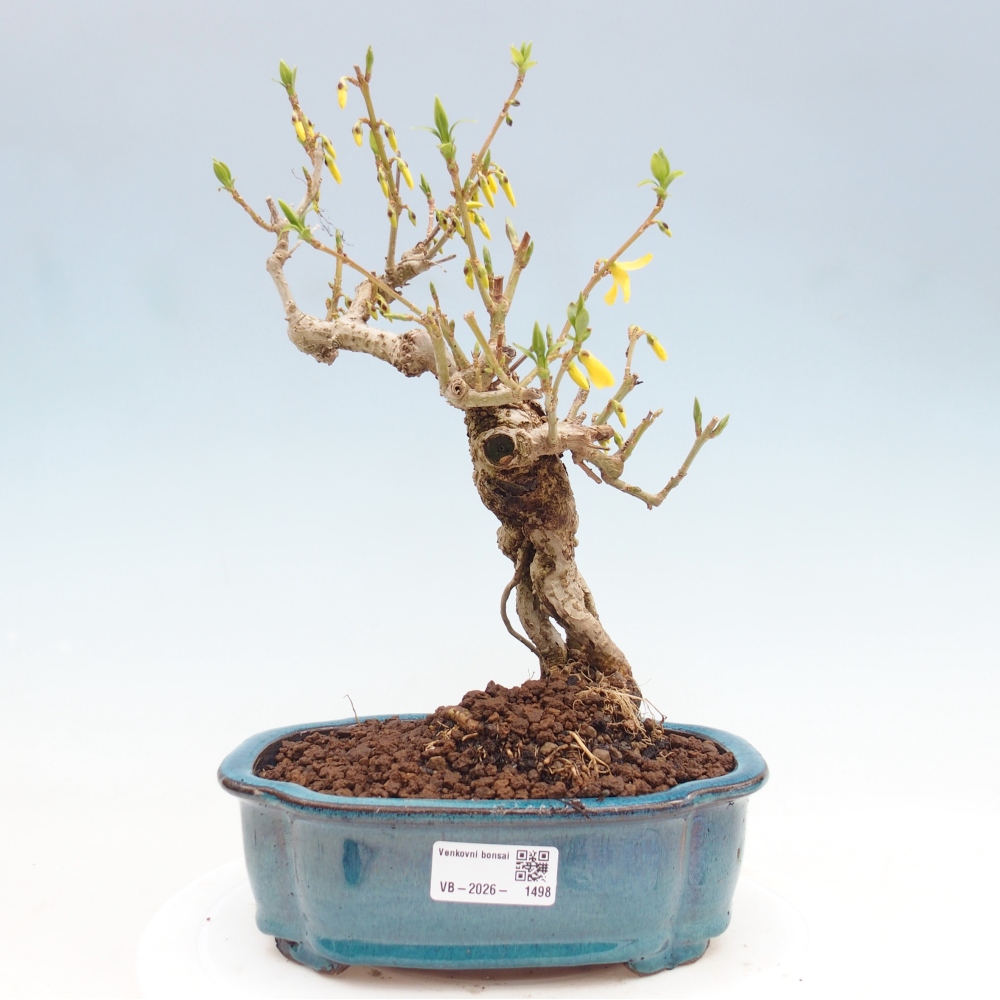 Bonsai plenerowe - Forsythia - Forsythia koreana