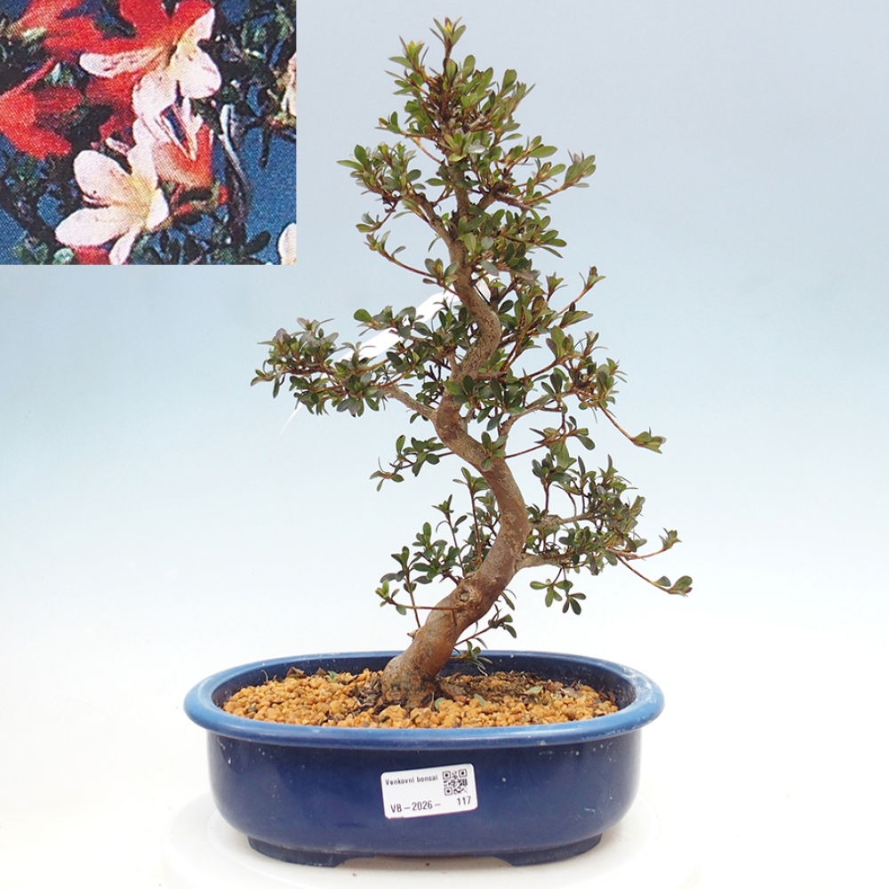 Bonsai zewnętrzne - Azalia japońska - Azalia Misaki