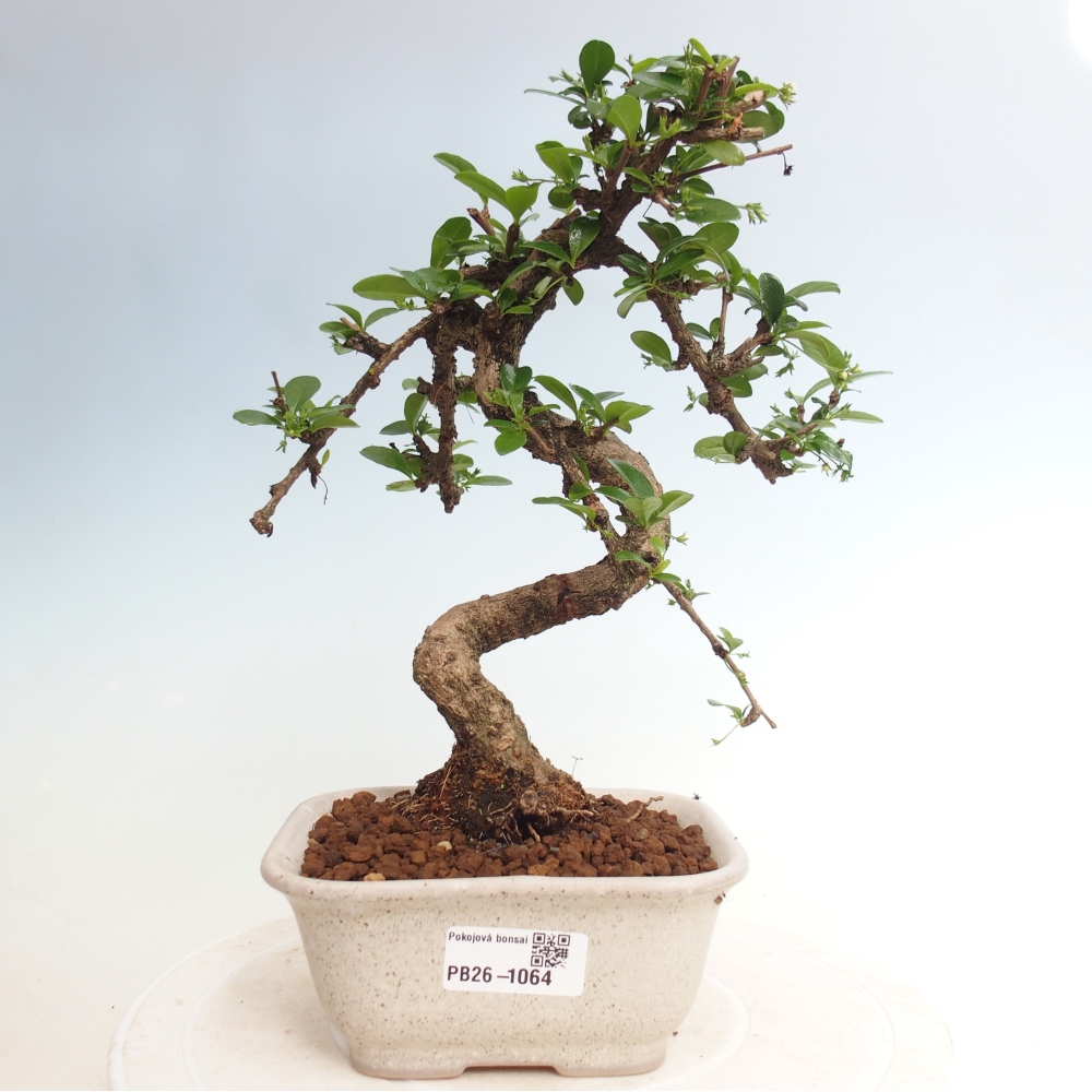 Bonsai pokojowe - Carmona macrophylla - Tea fuki