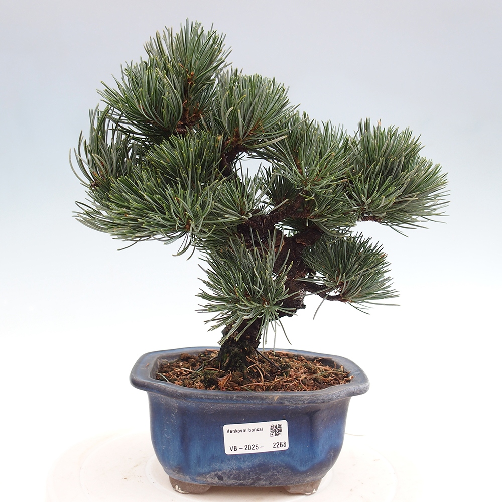 Outdoor bonsai - Pinus parviflora - Mała sosna