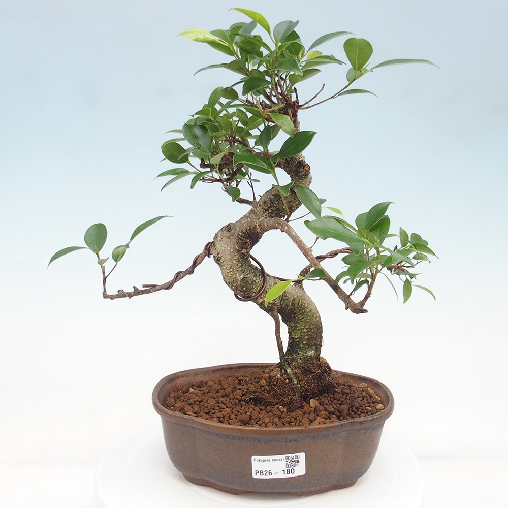 Pokój bonsai - Ficus retusa - figowiec drobnolistny