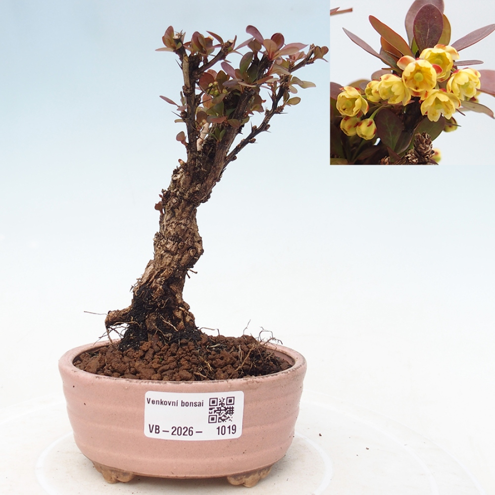 Bonsai zewnętrzne - Berberis Thunbergii Bagatelle