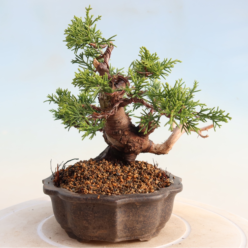 Outdoor bonsai - Juniperus chinensis Itoigawa - Jałowiec chiński