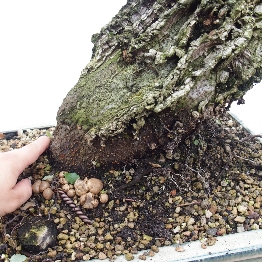 Bonsai zewnętrzne Quercus suber