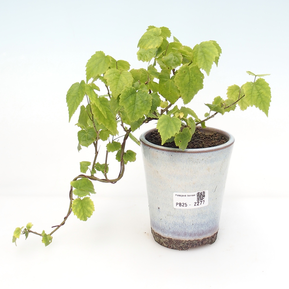 Bonsai do wnętrz - Abutilon Big Bell - Malina moroszka rzeczna