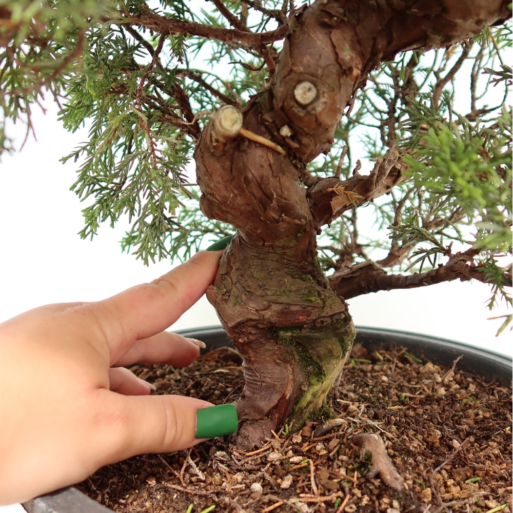 Bonsai ogrodowe – Juniperus chinensis Itoigawa – jałowiec chiński