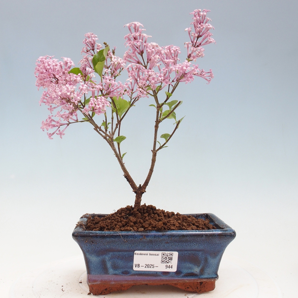 Bonsai zewnętrzne - Syringa Meyeri Palibin - Liliowy Meyera