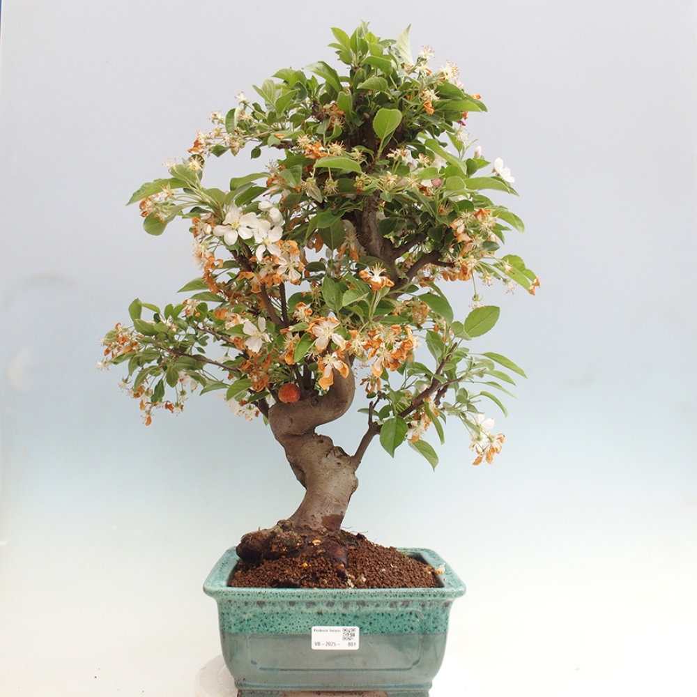 Bonsai plenerowe - Malus Halliana - Jabłoń drobnoowocowa