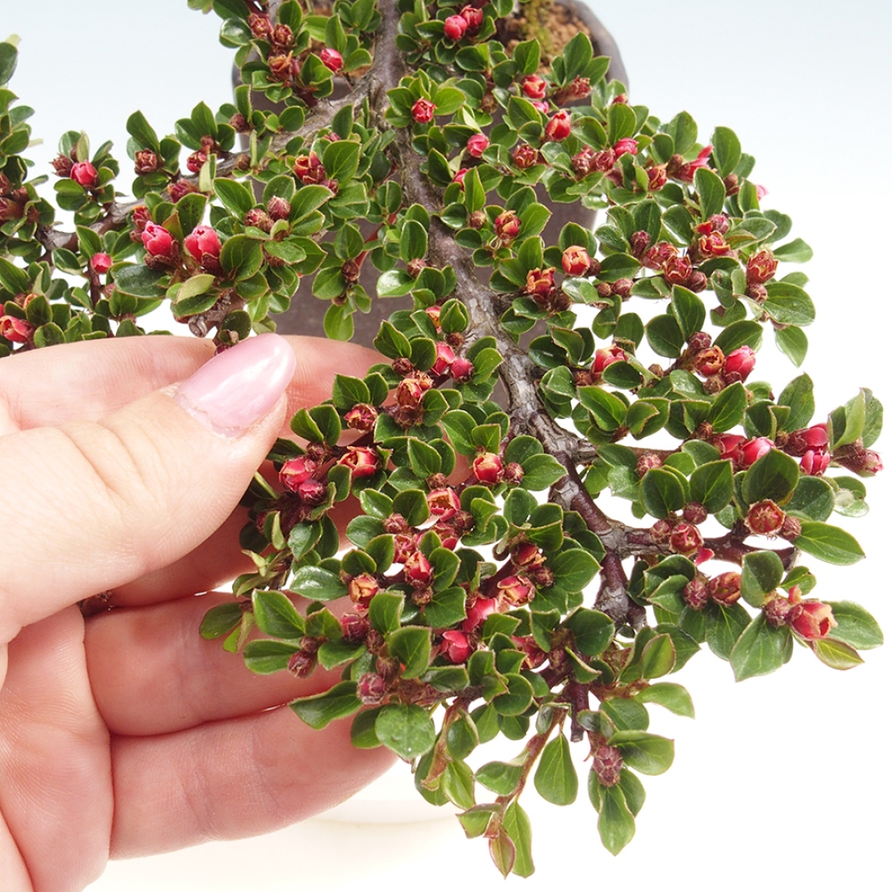 Plenerowe bonsai - Irga pozioma - Drzewo skalne
