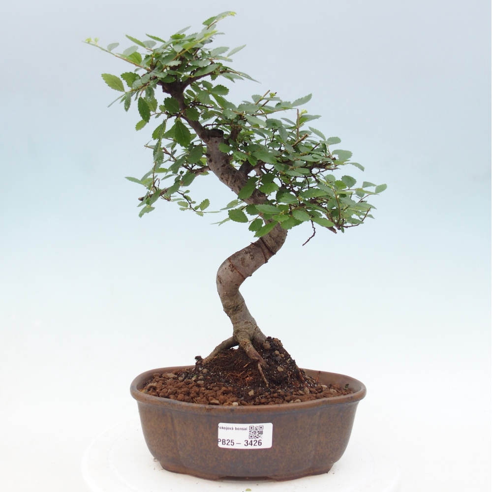 Pokój bonsai - Ulmus parvifolia - Wiąz drobnolistny