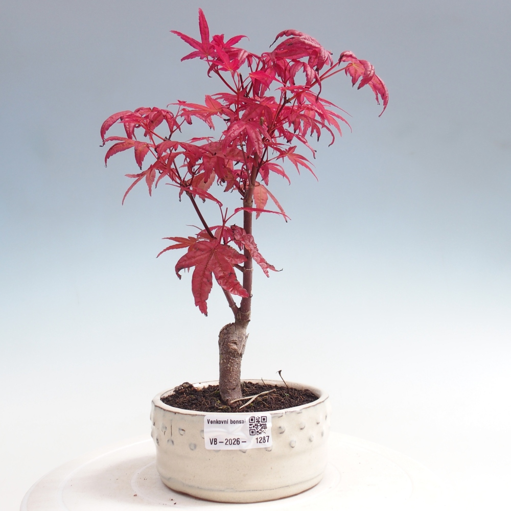 Outdoor bonsai - Acer palmatum DESHOJO