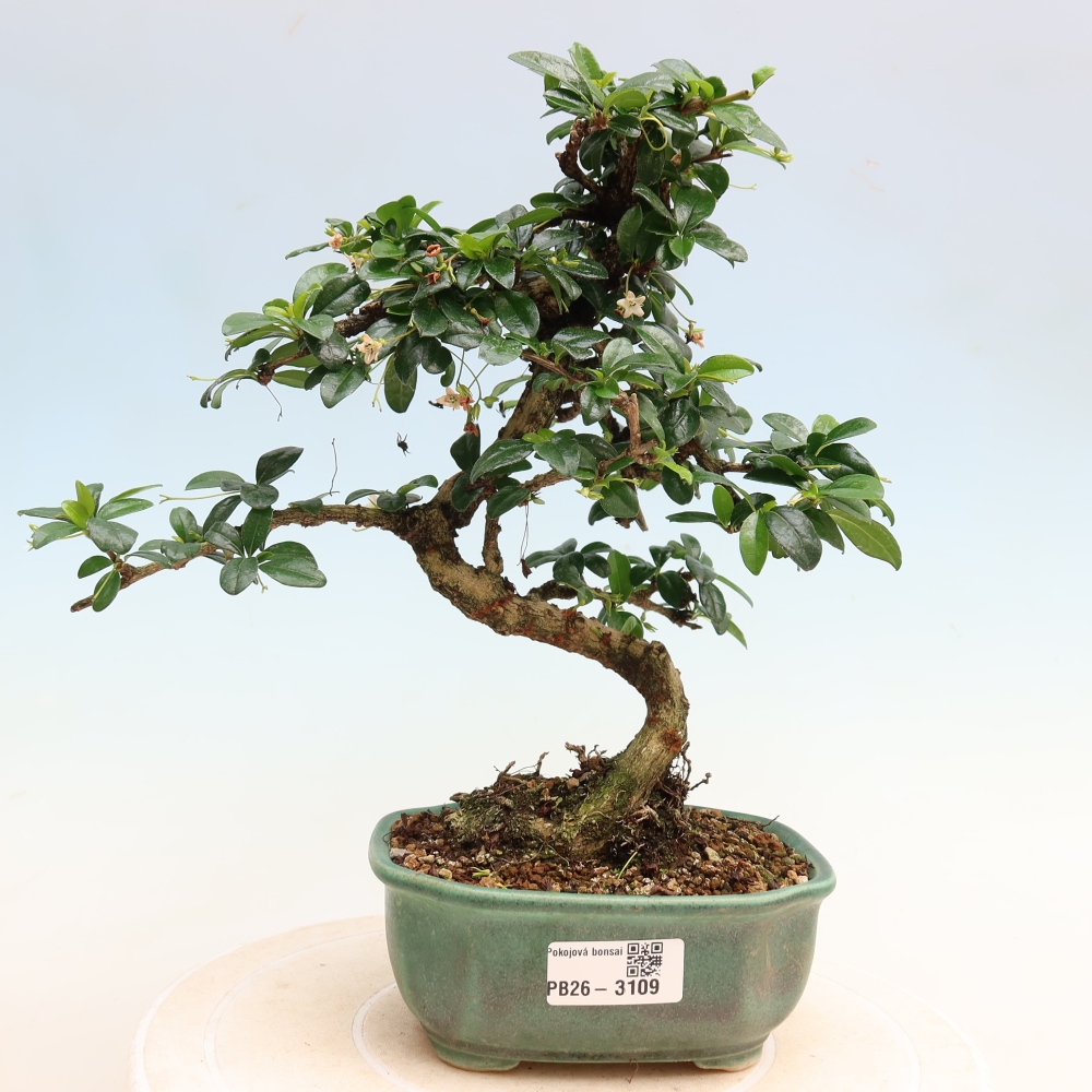 Bonsai pokojowe - Carmona macrophylla - Tea fuki