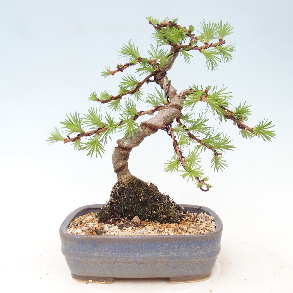 Outdoor bonsai - Larix Kaempferi - Modrzew japoński