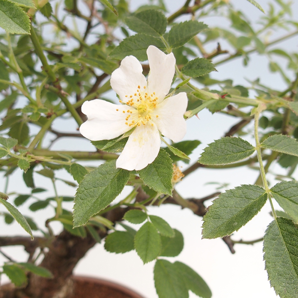 Bonsai na zewnątrz - Rosa Kordes - róża 