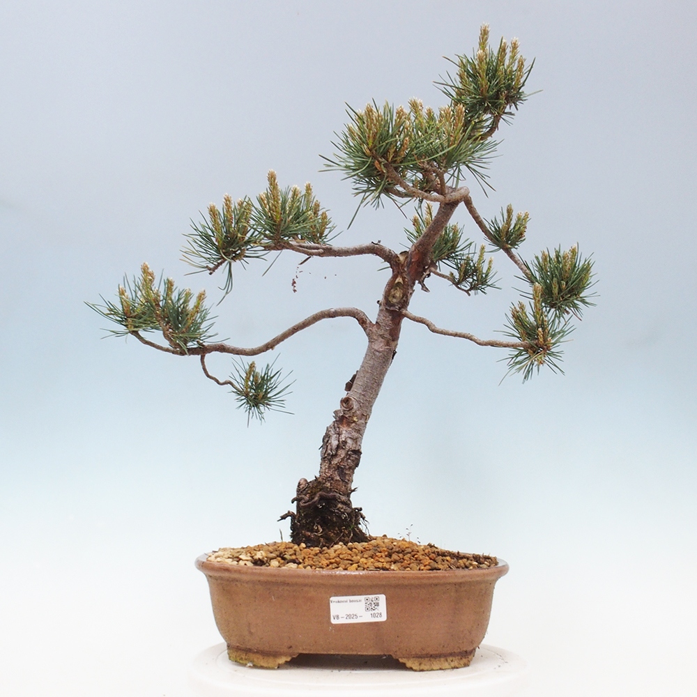 Outdoor bonsai - Pinus Sylvestris - sosna zwyczajna