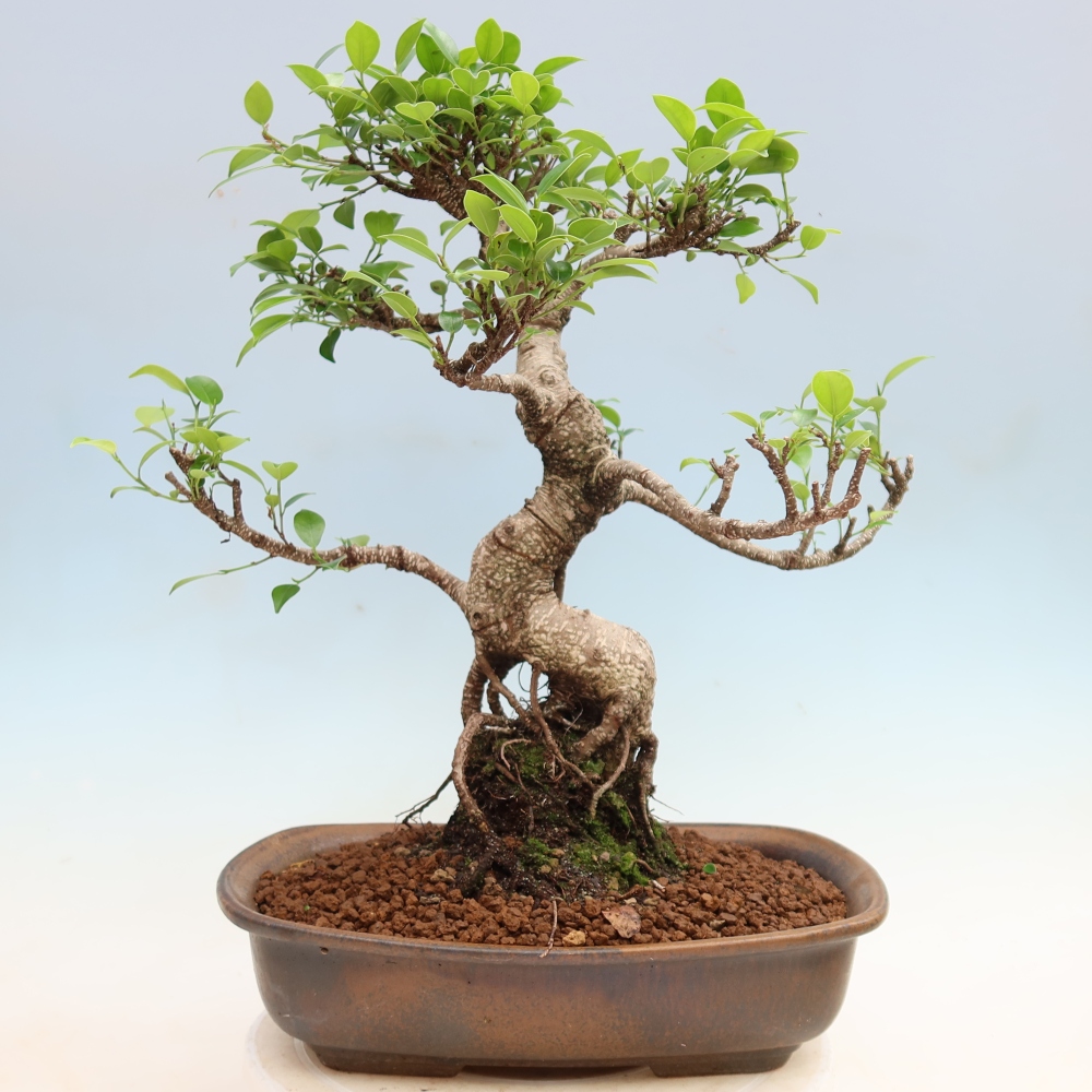 Pokój bonsai - Ficus kimmen - figowiec drobnolistny