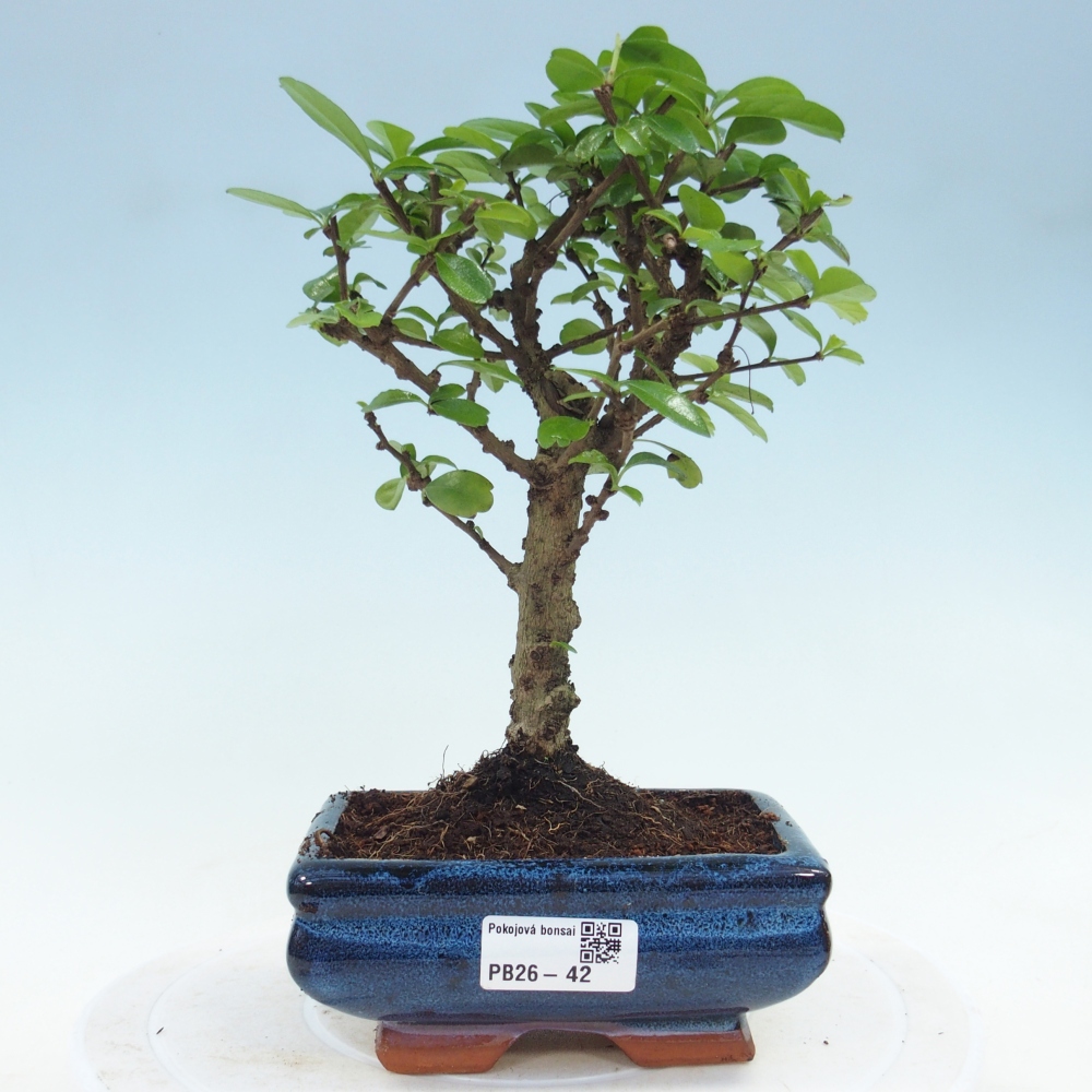 Bonsai pokojowe - Carmona macrophylla - Tea fuki